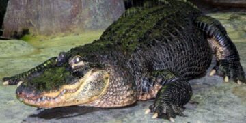 aligator hitler