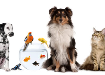 animale de companie boli