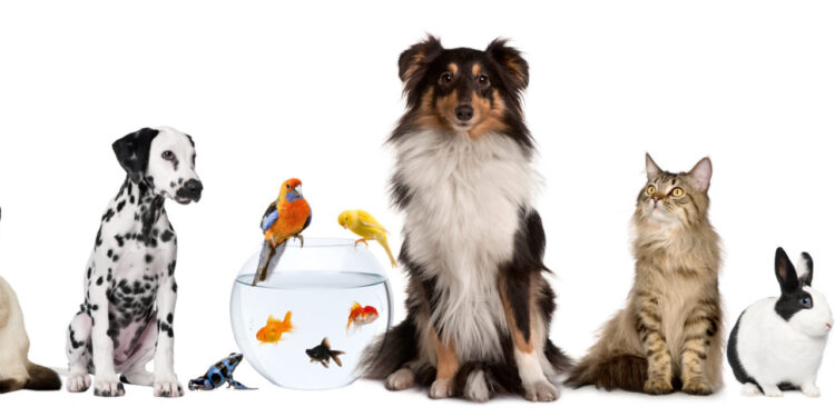 animale de companie boli