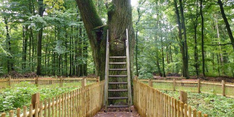 stejarul mirilor cu cod postal