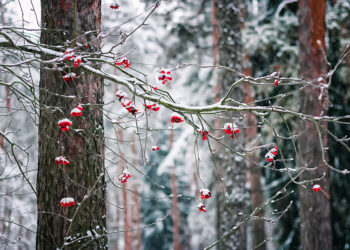 horoscop 2 decembrie