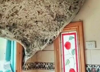 Cuib gigantic de viespi, lung de 1 metru, descoperit într-o casă. Proprietarul a rămas șocat