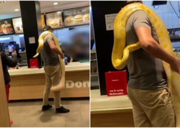Imaginile halucinante! Un bărbat s-a dus la McDonalds cu un piton galben uriaș atârnat în jurul umerilor