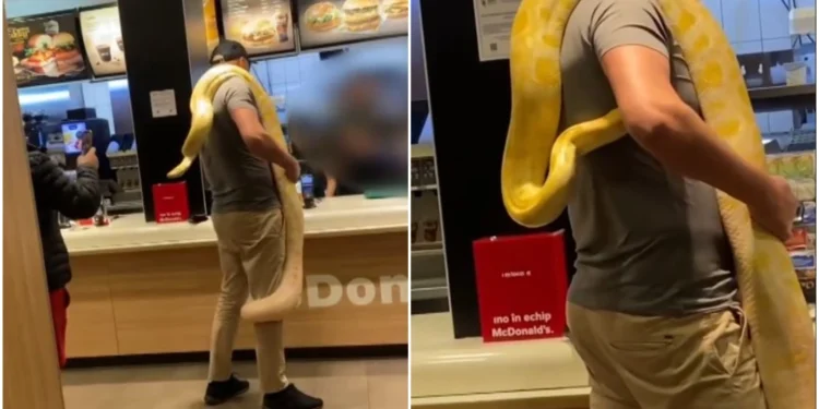 Imaginile halucinante! Un bărbat s-a dus la McDonalds cu un piton galben uriaș atârnat în jurul umerilor