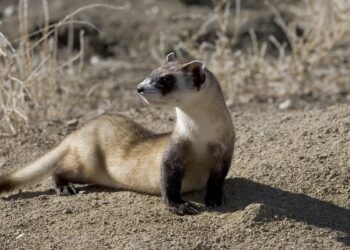 Soluții umane și prietenoase cu mediul pentru combaterea dihorilor: aparatele anti dihor